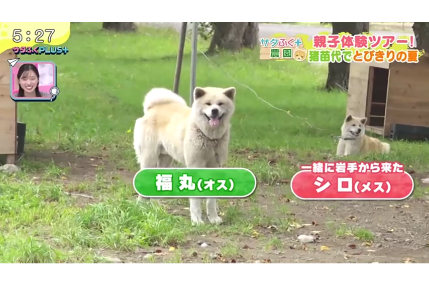福島テレビ『サタふくプラス』にて、当社が管理している農場での「サタふく+農園」企画が放送されました。
